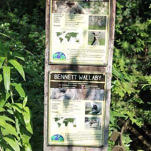 Kangaroo - wallaby signs
