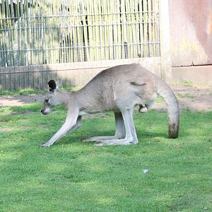 Eastern grey kangaroo