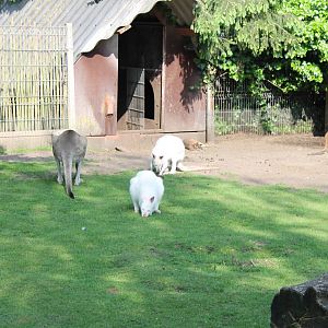 Enclosure Eastern grey kangaroo and Red-necked wallaby