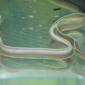 Pseudechidna brummeri