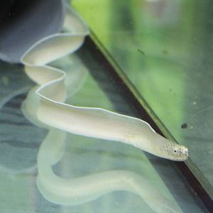 Pseudechidna brummeri