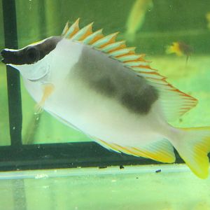 Magnificent rabbitfish