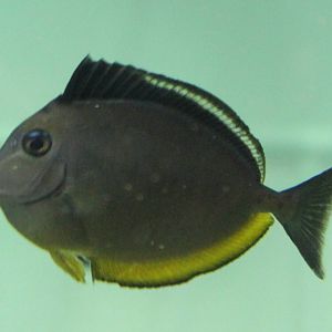 Naso lituratus juvenile