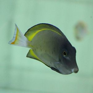 Surgeonfish ID