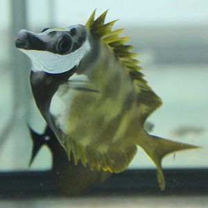Rabbitfish ID