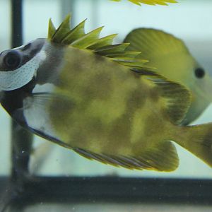 Rabbitfish ID
