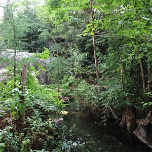 Beaver Enclosure, Canadian Maple Forest Hall - June 2016