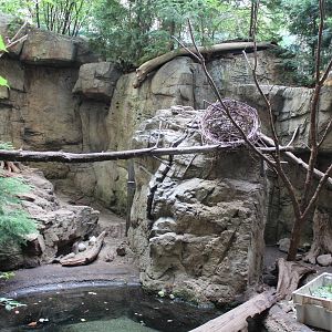 Raccoon & North American Porcupine Enclosure, Canadian Maple Forest Hal