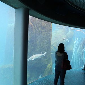 Main Tank, Gulf of St.Lawrence Underwater Hall - June 2016