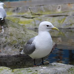 Black-legged Kittiwake, Gulf of St.Lawrence 'On the Surface' Hall - June 20