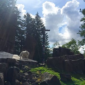 Rocky Mountain Goat Exhibit