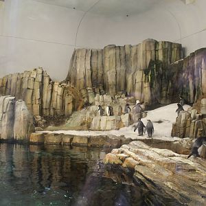 Sub-polar Hall, Penguin Exhibit - June 2016