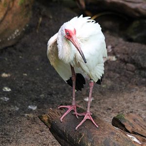 American White Ibis