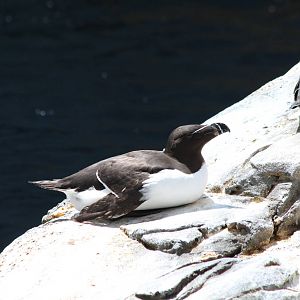 Razorbill