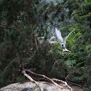 Common Tern