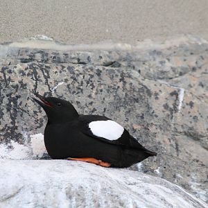 Black Guillemot