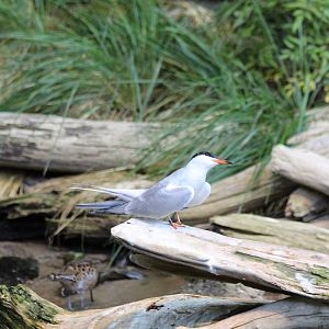 Common Tern