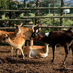 Nile Lechwe and one female Kafue Lechwe