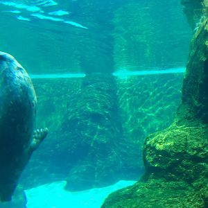 Pacific Harbor Seal Exhibit