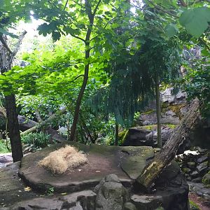 Amur Leopard Exhibit