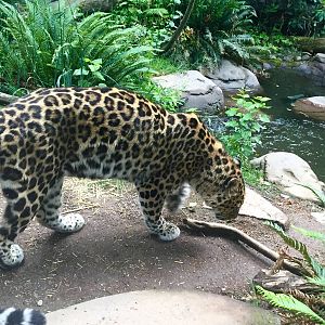 Amur Leopard