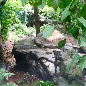 Amur Leopard Exhibit