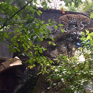 Amur Leopard Exhibit
