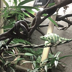 Meller's Chameleon Exhibit