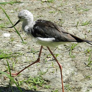 Stilt X Avocet hybrid