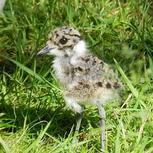 Baby Blacksmith Lapwing