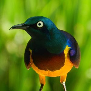 Golden-breasted Starling