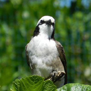 Northern White-crowned Shrike