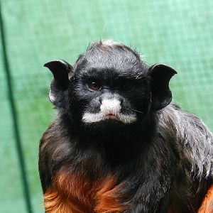 White-lipped Tamarin