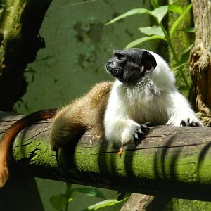 Pied Tamarin