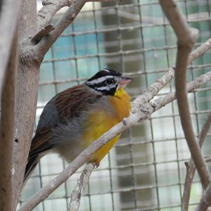 Golden-breasted Bunting