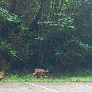 Columbian Blacktail Deer - Washington