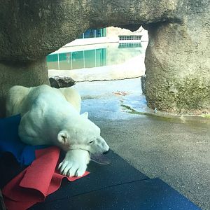 Polar Bear Exhibit