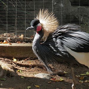 West African Crowned Crane