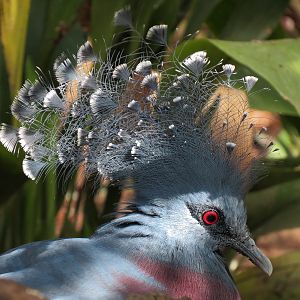 Victoria Crowned Pigeon