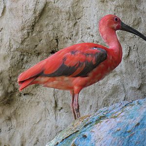 Scarlet Ibis
