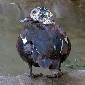 White-winged Wood Duck