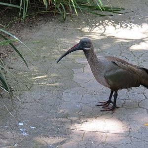 Hadada Ibis