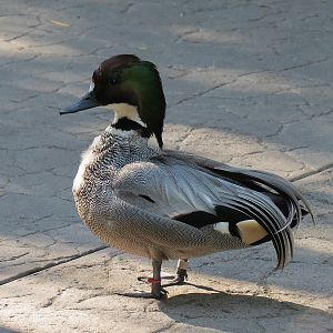Falcated Duck