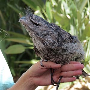 Tawny Frogmouth