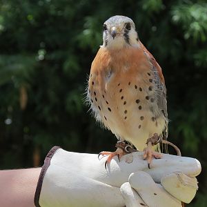 American Kestral