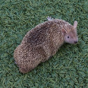 Lesser Hedgehog Tenrec