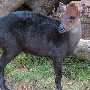 Black Duiker