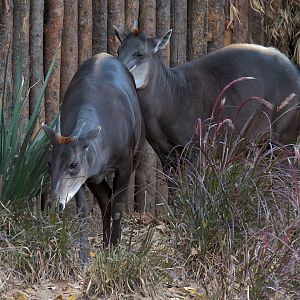 Yellow-backed Duiker