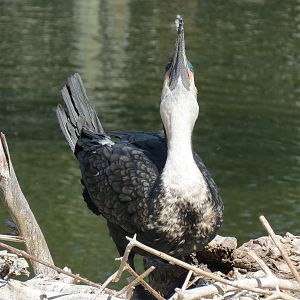 White-breasted Cormorant