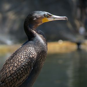 White-breasted Cormorant